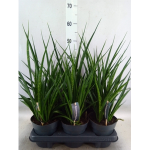 Sansevieria kirkii 'Friends'