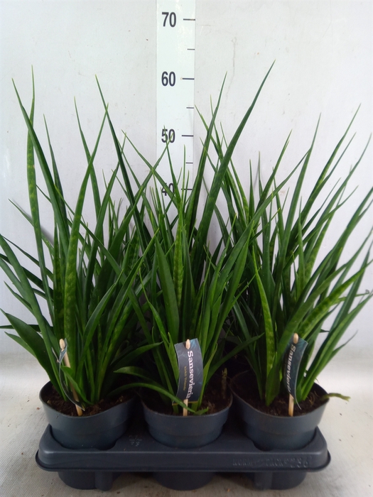 <h4>Sansevieria kirkii 'Friends'</h4>