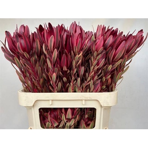 Leucadendron Jester Spray Boa