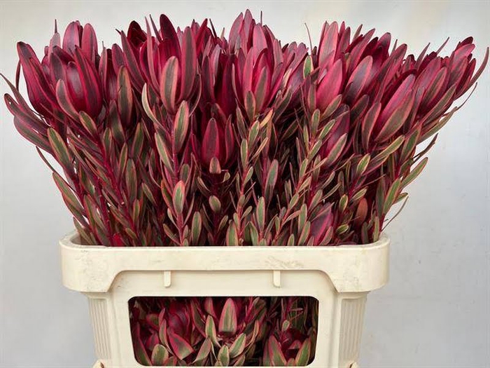 <h4>Leucadendron Jester Spray Boa</h4>