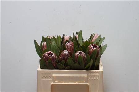 <h4>Protea Pink Ice</h4>