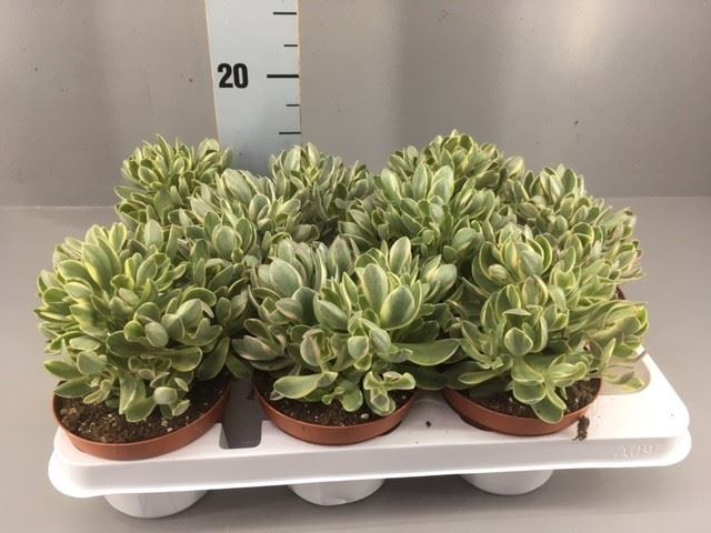 <h4>Crassula   ...</h4>