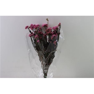 Dried Ozothamnus D Pink Bunch Slv