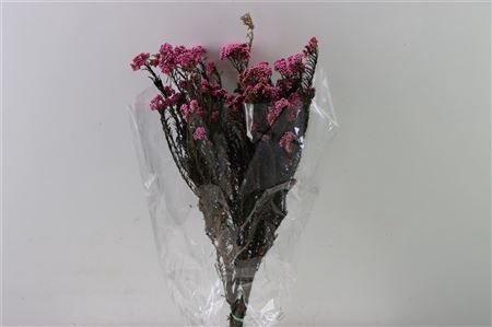 <h4>Dried Ozothamnus D Pink Bunch Slv</h4>