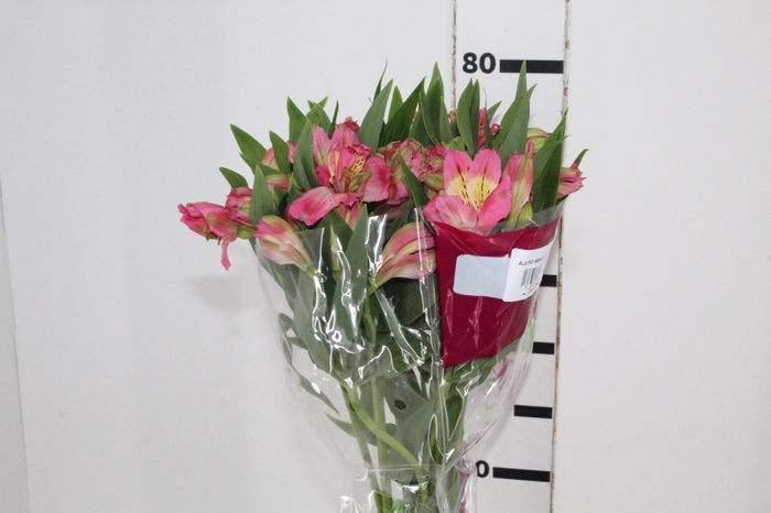 <h4>ALSTROEMERIA CHANEL 080 CM</h4>