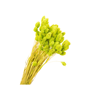 Phalaris Green