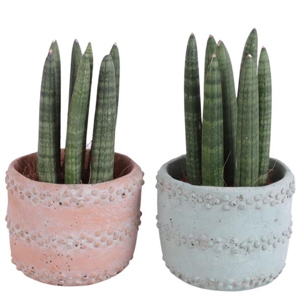 <h4>Sansevieria Cylindrica Straight 7 Leaf in Ø10cm Ceramic</h4>