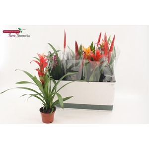 BROMELIA GEM