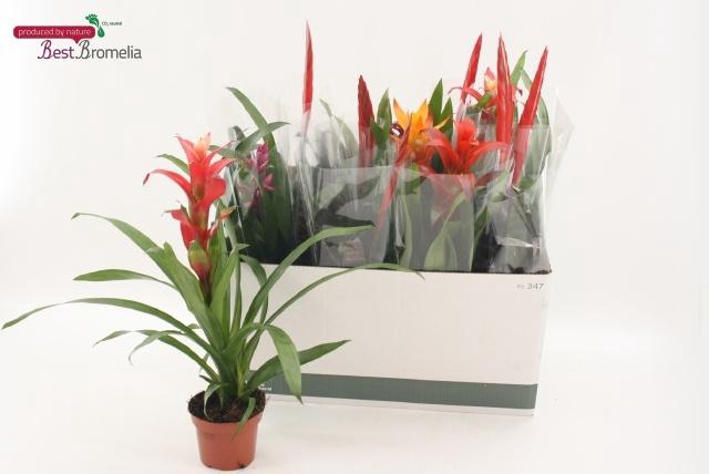 <h4>BROMELIA GEM</h4>