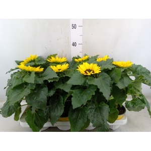 Helianthus an. 'Sunsation'