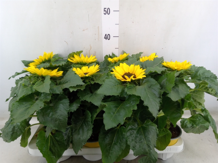<h4>Helianthus an. 'Sunsation'</h4>