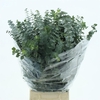 Euca Baby Blue Long 200grams Albenga