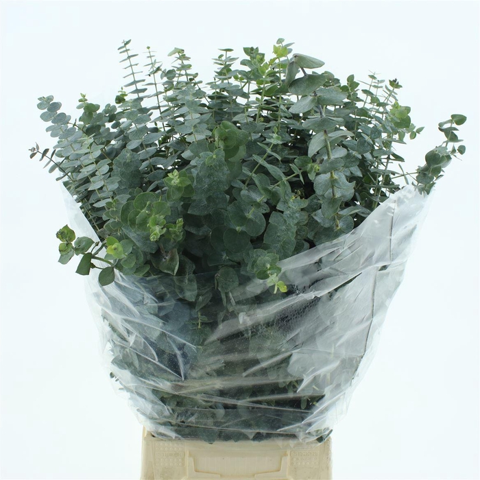 Euca Baby Blue Long 200grams Albenga