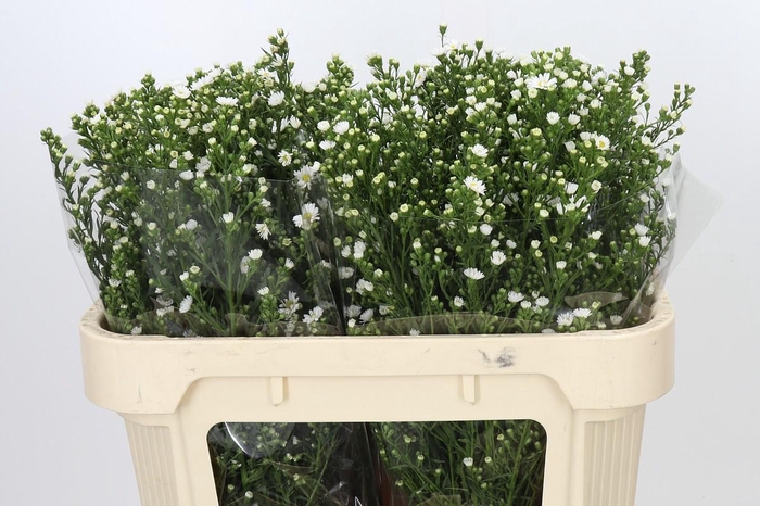 <h4>Aster Paquita</h4>