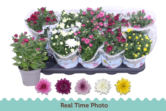 <h4>CHRYS GEVULDBL GEM</h4>