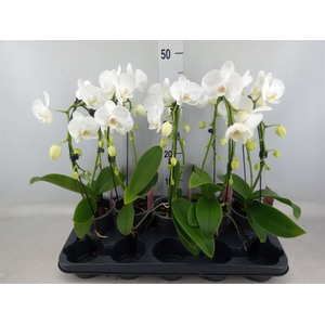 Phalaenopsis   ...white