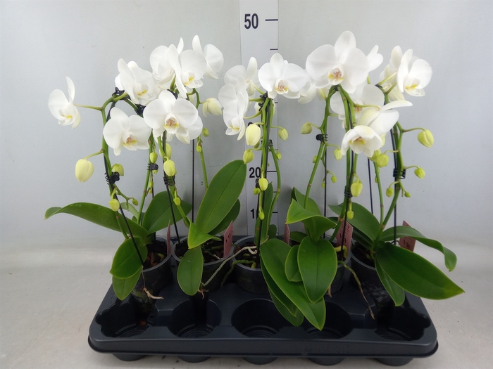 <h4>Phalaenopsis   ...white</h4>