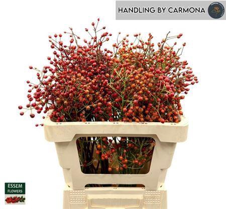 <h4>Rosa Plenty</h4>