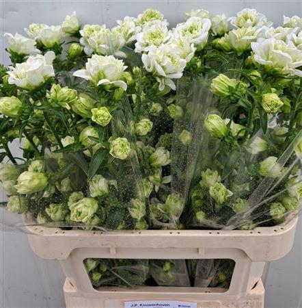 <h4>Campanula M Kilimanjaro</h4>