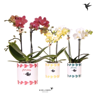 Kolibri Orchids Phalaenopsis mix 2 spike in Amore pot mix