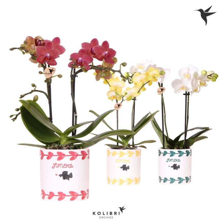<h4>Kolibri Orchids Phalaenopsis mix 2 spike in Amore pot mix</h4>
