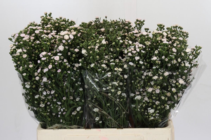 <h4>Aster White Gypsy</h4>