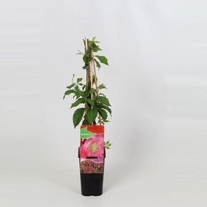 Parthenocissus Quinquefolia Engelmannii