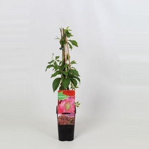 Parthenocissus Quinquefolia Engelmannii