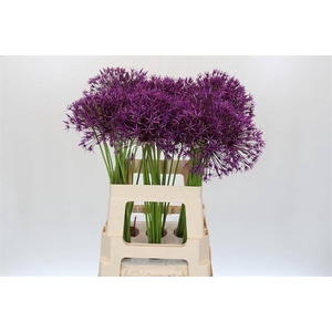 Allium purple rain