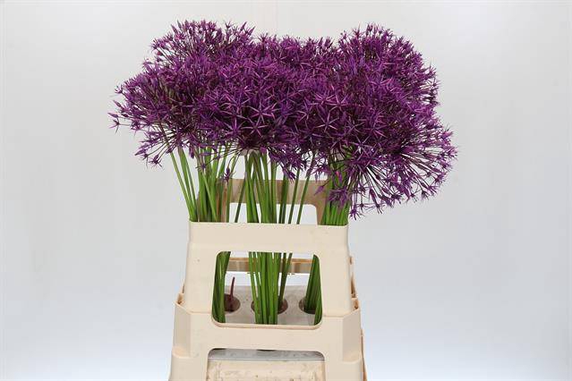 <h4>Allium purple rain</h4>