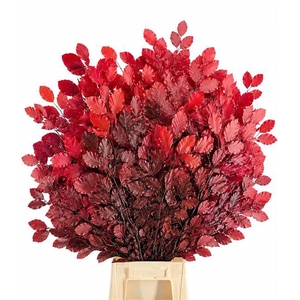 Faggio Preserved Red (beech,beuk)