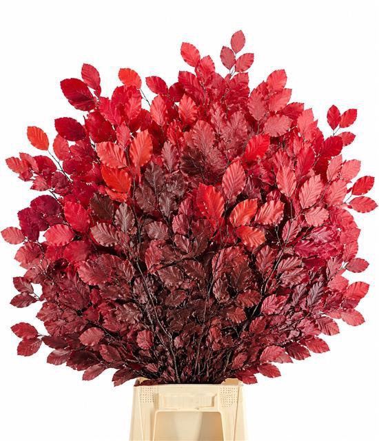 <h4>Faggio Preserved Red (beech,beuk)</h4>