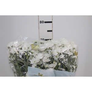 CRISANTEMO SANTINI DESMONT 080 CM