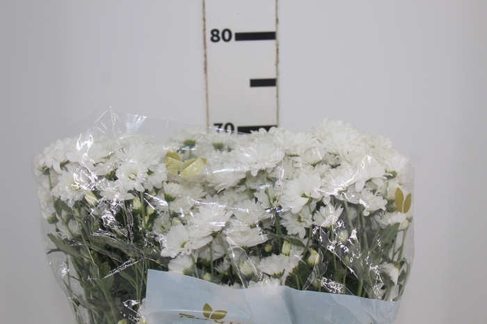 <h4>CRISANTEMO SANTINI DESMONT 080 CM</h4>