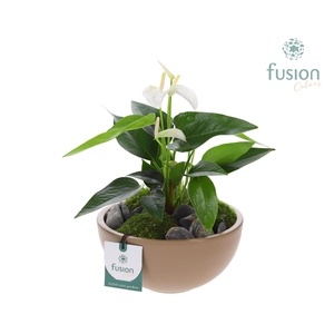 Schaal keramiek Moon Medium blush pink met Anthurium