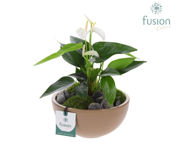 <h4>Schaal keramiek Moon Medium blush pink met Anthurium</h4>