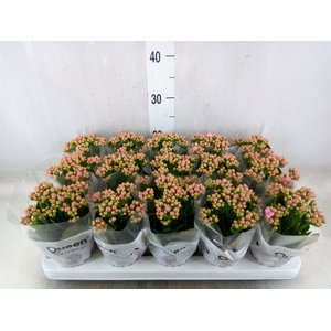 Kalanchoe  'MoreFlow Lillian'