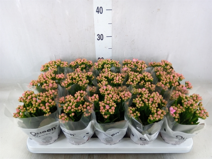 <h4>Kalanchoe  'MoreFlow Lillian'</h4>