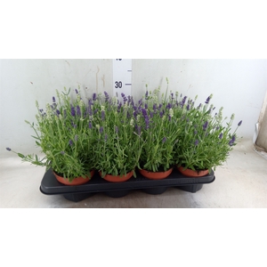 Lavandula stoec. 'Flirt'
