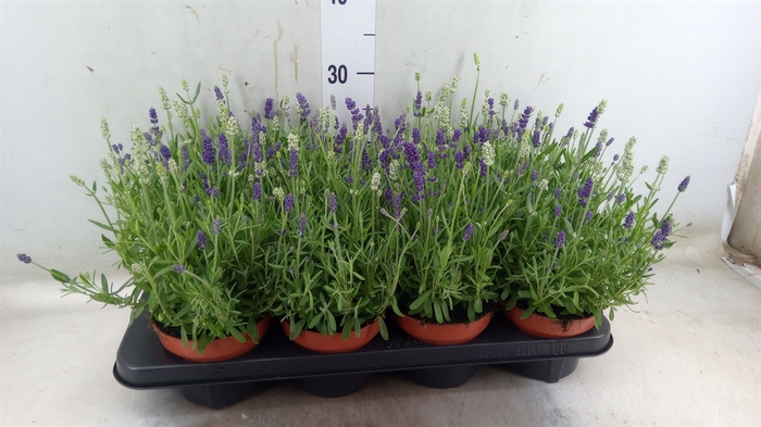 <h4>Lavandula stoec. 'Flirt'</h4>