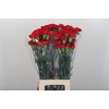Dianthus St Don Pedro