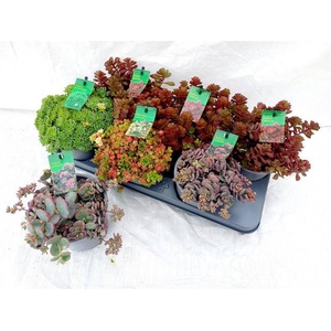 SEDUM GEM