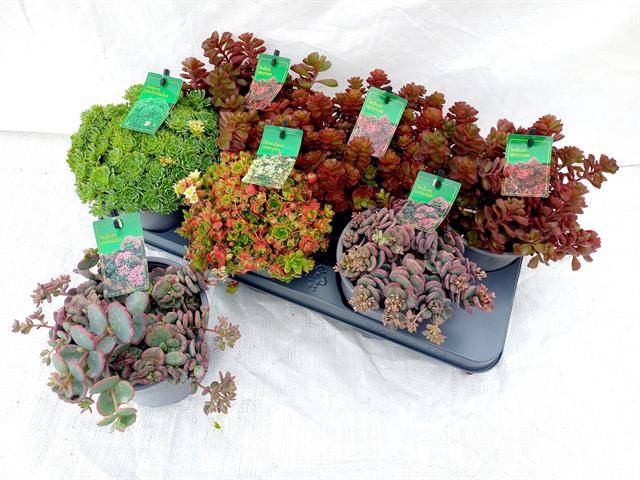 <h4>SEDUM GEM</h4>