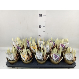 Crocus   ...mix