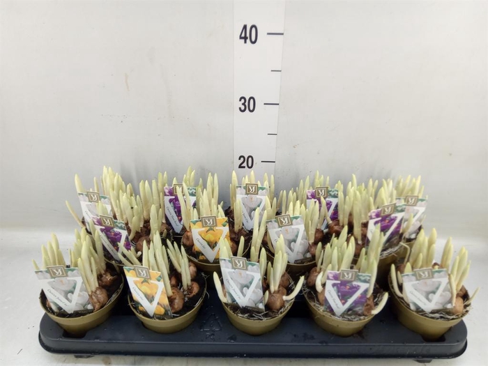 <h4>Crocus   ...mix</h4>