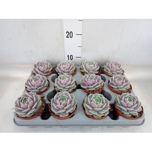 Echeveria   ...