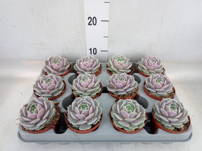 <h4>Echeveria   ...</h4>
