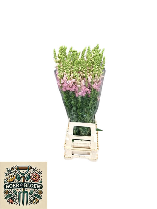 <h4>ANTIR POTO EARL PINK</h4>