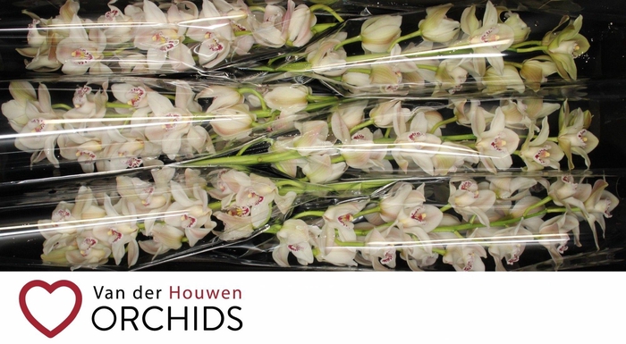 <h4>Cascade 80 cm</h4>