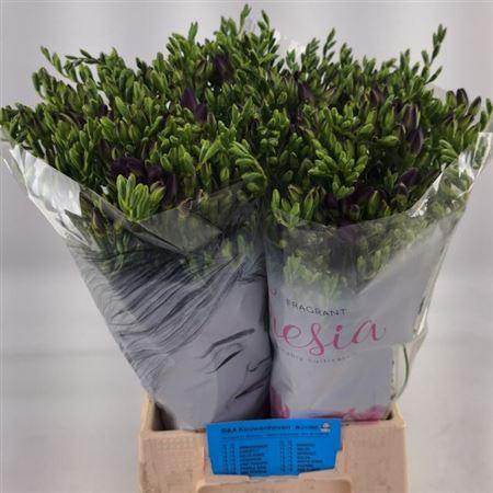 <h4>Fr En Mercurius 32gr Ex</h4>